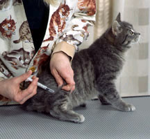 Tips Perawatan Kucing Persia « Istana Persia
