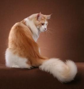 Kucing Maine Coon  Istana Persia