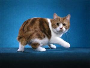 Kucing Manx  Istana Persia